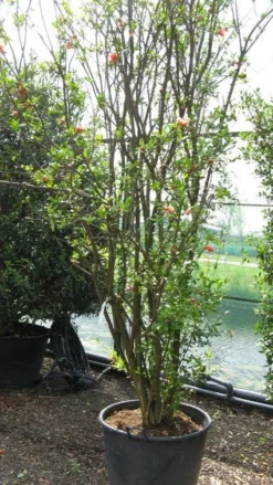 Granaatappel Als Struik (Punica Granatum) -Tuinplantenwinkel 20120821153129 7