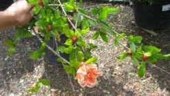 Granaatappel Als Struik (Punica Granatum) -Tuinplantenwinkel 20120821153145 7