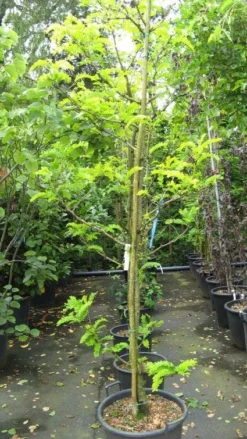 Geelbladige Christusdoorn (Gleditsia Triacanthos 'Sunburst') -Tuinplantenwinkel 20120824105054 35 7