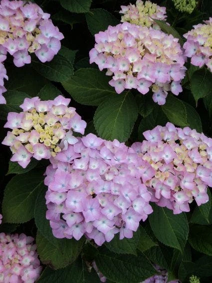 Hortensia (Hydrangea 'Endless Summer' Roze) 1 Hortensia (Hydrangea 'Endless Summer' Roze)