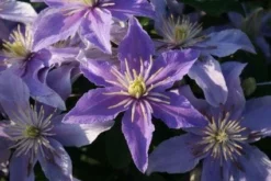 Bosrank (Clematis 'Justa') -Tuinplantenwinkel 20120919134614 1 1