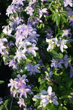 Bosrank (Clematis 'Justa') -Tuinplantenwinkel 20120919134633 1 1