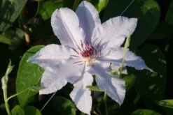 Bosrank (Clematis 'Snow Queen') 9 Bosrank (Clematis 'Snow Queen') -Tuinplantenwinkel 20120919152528 1