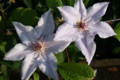 Bosrank (Clematis 'Snow Queen') -Tuinplantenwinkel 20120919152541 1 1