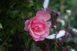 Trosroos (Rosa 'Bonica 82') -Tuinplantenwinkel 20121002143948 1 1