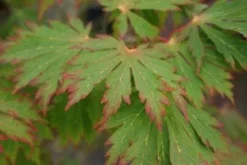 Japanse Esdoorn (Acer Japonicum 'Aconitifolium') -Tuinplantenwinkel 20121003154202 10