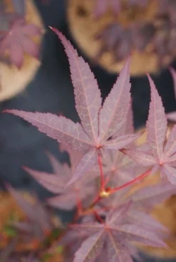 Japanse Esdoorn (Acer Palmatum 'Bloodgood') -Tuinplantenwinkel 20121003154430 12