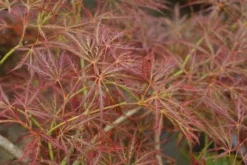 Japanse Esdoorn (Acer Palmatum 'Ornatum') -Tuinplantenwinkel 20121003155024 10