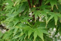 Japanse Esdoorn (Acer Palmatum 'Sangokaku') -Tuinplantenwinkel 20121003155550 9 1