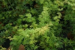 Japanse Esdoorn (Acer Palmatum 'Seiryu') -Tuinplantenwinkel 20121003155629 6