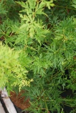 Japanse Esdoorn (Acer Palmatum 'Seiryu') -Tuinplantenwinkel 20121003155652 6