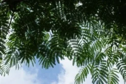 Perzische Slaapboom Op Stam (Albizia Julibrissin 'Ombrella' )