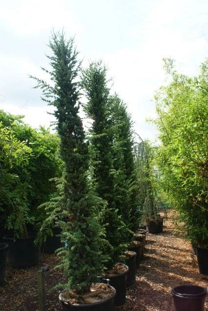 Zuilvormige Ceder (Cedrus Libani 'Fastigiata') 1 Zuilvormige Ceder (Cedrus Libani 'Fastigiata')