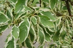 Reuzenkornoelje (Cornus Controversa 'Variegata') -Tuinplantenwinkel 20121003162215 7