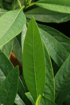 Papierstruik (Edgeworthia Chrysantha) -Tuinplantenwinkel 20121003163456 3
