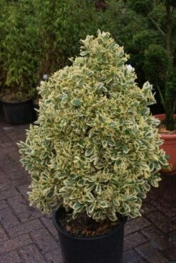 Kardinaalshoed Als Pyramide (Euonymus Japonicus 'Bravo') -Tuinplantenwinkel 20121003163723 3 1