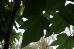 Dakmoerbei (Morus Alba 'Macrophylla') -Tuinplantenwinkel 20121009162148 9