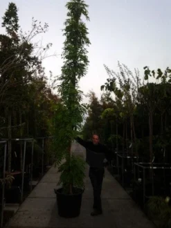 Blauwe Regen (Wisteria Sinensis) -Tuinplantenwinkel 20121012085312 13 1