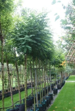 Bolacacia (Robinia Pseudoacacia 'Umbraculifera') 15 Bolacacia (Robinia Pseudoacacia 'Umbraculifera') -Tuinplantenwinkel 20121016132039 24