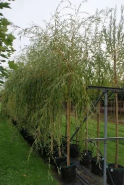 Treurwilg (Salix Sepulcralis 'Chrysocoma') 8 Treurwilg (Salix Sepulcralis 'Chrysocoma') -Tuinplantenwinkel 20121016132908 14