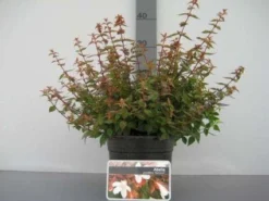 Abelia (Abelia Grandiflora 'Sherwood') -Tuinplantenwinkel 20121016143037 2 1