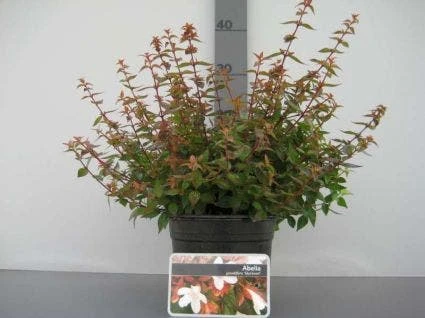 Abelia (Abelia Grandiflora 'Sherwood') 6 Abelia (Abelia Grandiflora 'Sherwood') - Afbeelding 6