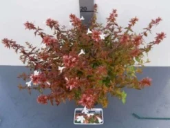 Abelia (Abelia Grandiflora 'Sherwood') -Tuinplantenwinkel 20121017125907 2 1