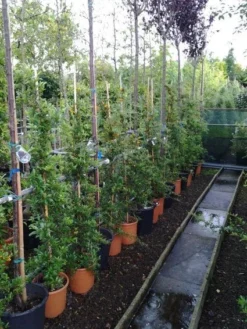 Vuurdoorn (Pyracantha 'Soleil D'Or') -Tuinplantenwinkel 20121017141100 4 1