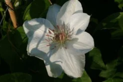 Bosrank (Clematis 'Mrs George Jackman') -Tuinplantenwinkel 20121017155031 1 1