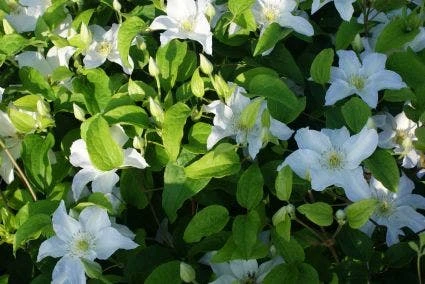 Bosrank (Clematis 'Yukikomachi') 2 Bosrank (Clematis 'Yukikomachi') - Afbeelding 2
