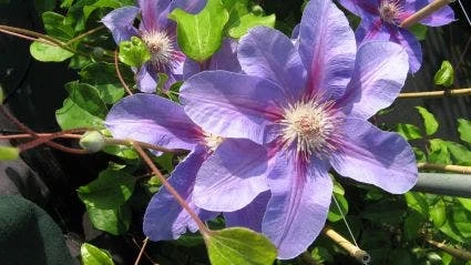 Bosrank (Clematis 'Etoile De Malicorne') 1 Bosrank (Clematis 'Etoile De Malicorne')