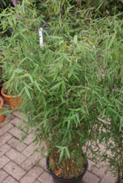 Niet Woekerende Bamboe (Fargesia 'Jiuzhaigou') -Tuinplantenwinkel 20121113150728 4