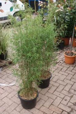 Niet Woekerende Bamboe (Fargesia 'Jiuzhaigou') -Tuinplantenwinkel 20121113150857 4