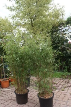 Niet Woekerende Bamboe (Fargesia 'Jiuzhaigou') -Tuinplantenwinkel 20121113150912 4