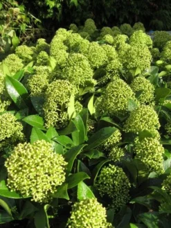 Skimmia (Skimmia Japonica 'Fragrant Cloud') -Tuinplantenwinkel 20121121145218 2