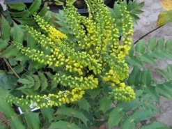 Mahoniestruik (Mahonia Media 'Charity')
