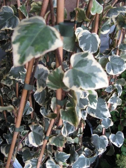 Kaukasische Klimop (Hedera Colchica 'Dentata Variegata') 1 Kaukasische Klimop (Hedera Colchica 'Dentata Variegata')