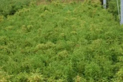 Niet Woekerende Bamboe (Fargesia Murieliae 'Simba') -Tuinplantenwinkel 20121229102434 6