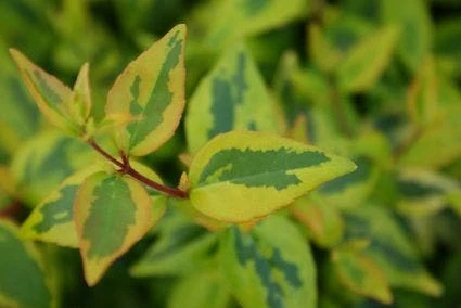 Abelia (Abelia Grandiflora 'Kaleidoscope') 6 Abelia (Abelia Grandiflora 'Kaleidoscope') - Afbeelding 6