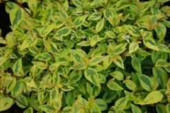 Abelia (Abelia Grandiflora 'Kaleidoscope') 13 Abelia (Abelia Grandiflora 'Kaleidoscope') -Tuinplantenwinkel 20121229104341 2