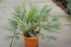 Dwergpalm (Chamaerops Humilis 'Cerifera') -Tuinplantenwinkel 20121229150623 2 2