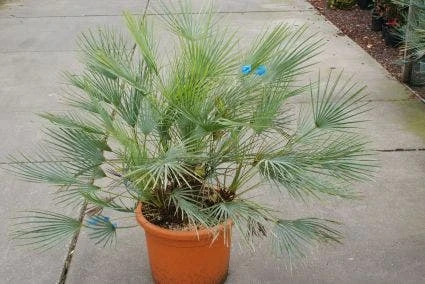 Dwergpalm (Chamaerops Humilis 'Cerifera') 3 Dwergpalm (Chamaerops Humilis 'Cerifera') - Afbeelding 3