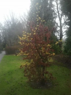 Toverhazelaar (Hamamelis Intermedia 'Arnold Promise') 15 Toverhazelaar (Hamamelis Intermedia 'Arnold Promise') -Tuinplantenwinkel 20130113135921 6