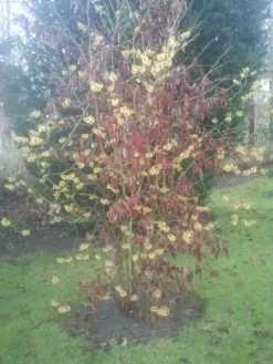 Toverhazelaar (Hamamelis Mollis) -Tuinplantenwinkel 20130113140034 40 8