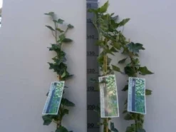 Klimop In Boogvorm (Hedera Hibernica) -Tuinplantenwinkel 20130120142024 1 1