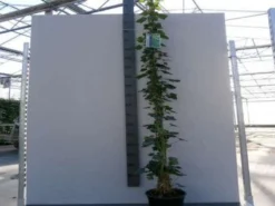 Klimop In Boogvorm (Hedera Hibernica)