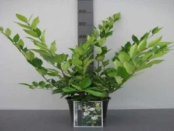 Liguster (Ligustrum Japonicum 'Texanum') -Tuinplantenwinkel 20130120144123 7