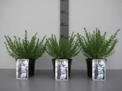 Prostanthera (Prostanthera Cuneata) 11 Prostanthera (Prostanthera Cuneata) -Tuinplantenwinkel 20130120155913 1