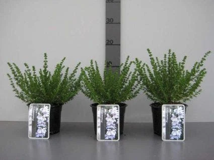 Prostanthera (Prostanthera Cuneata) 5 Prostanthera (Prostanthera Cuneata) - Afbeelding 5