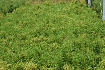 Niet Woekerende Bamboe (Fargesia Robusta) 3 Niet Woekerende Bamboe (Fargesia Robusta) - Afbeelding 3